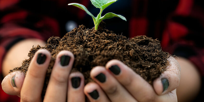 Hands holding a dirt with a small stem with leaves 