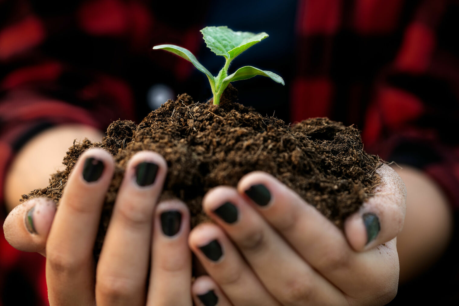 Hands holding a dirt with a small stem with leaves